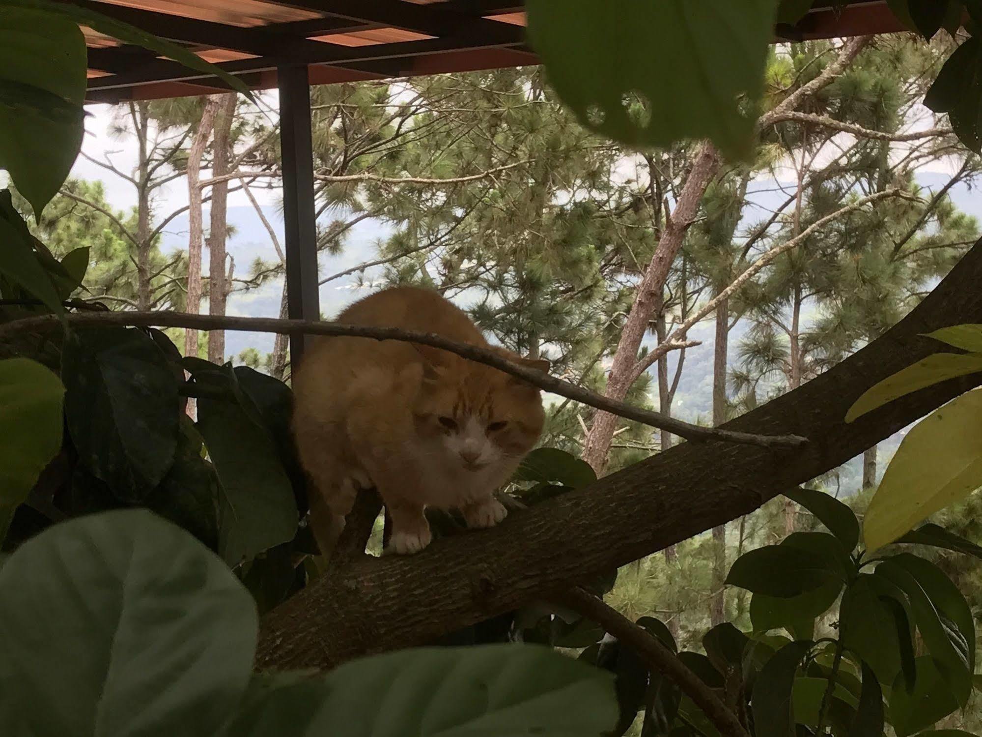 Hotel Rancho Tierra Alta Jarabacoa Zewnętrze zdjęcie